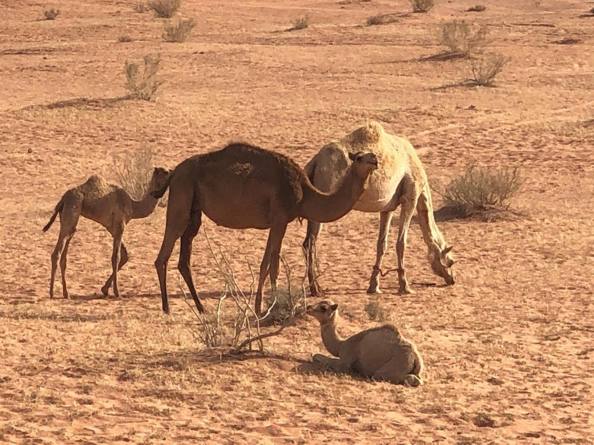 Calm Camp Bed & Breakfast Wadi Rum Exterior photo